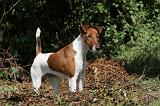 FOX TERRIER POIL LISSE 198